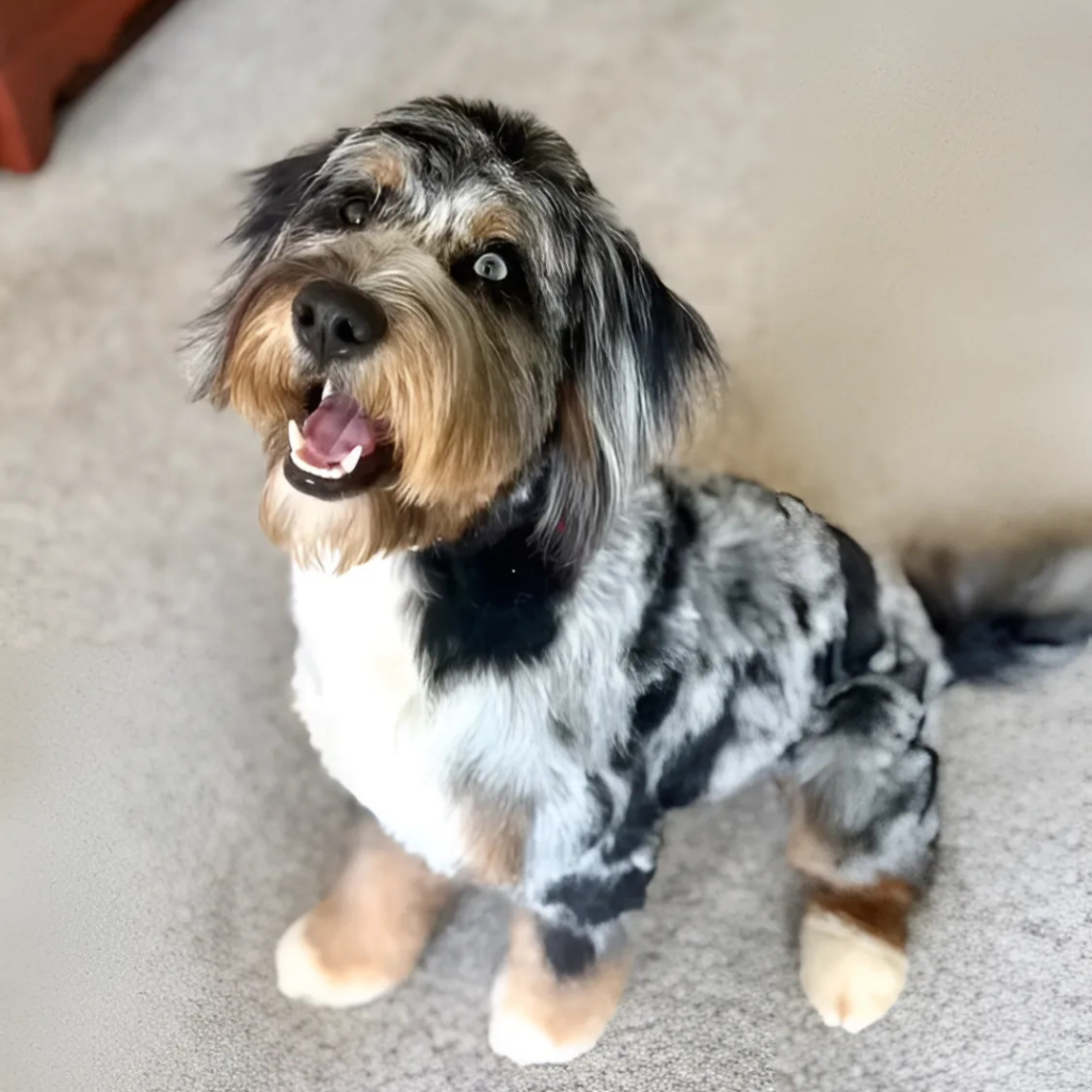 Marley (F1b Bernedoodle Merle)