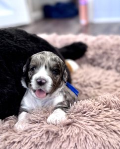IMG_1970